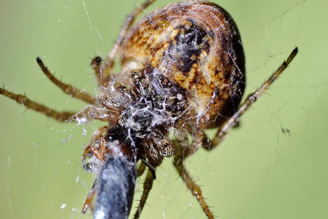 Araneidae - Cornuda (TV)